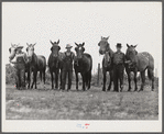 W.D. Anglin, H.H. Teague, and J.W. Brumley and their teams of mares. Transylvania Project, Louisiana