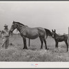 Golus Skipper with his mare and her mule colt. The project families are encouraged to raise their own mules and have a co-op jack. Transylvania Project, Louisiana