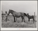 Golus Skipper with his mare and her mule colt. The project families are encouraged to raise their own mules and have a co-op jack. Transylvania Project, Louisiana