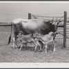 Charlie B. Thompson's cow and twin calves. Several of the project families are trying to build up a small dairy business, starting in by shipping sour cream. Transylvania Project, Louisiana