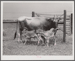 Charlie B. Thompson's cow and twin calves. Several of the project families are trying to build up a small dairy business, starting in by shipping sour cream. Transylvania Project, Louisiana