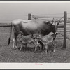 Charlie B. Thompson's cow and twin calves. Several of the project families are trying to build up a small dairy business, starting in by shipping sour cream. Transylvania Project, Louisiana