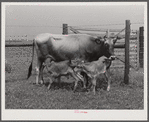 Charlie B. Thompson's cow and twin calves. Several of the project families are trying to build up a small dairy business, starting in by shipping sour cream. Transylvania Project, Louisiana