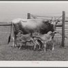 Charlie B. Thompson's cow and twin calves. Several of the project families are trying to build up a small dairy business, starting in by shipping sour cream. Transylvania Project, Louisiana