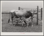 Charlie B. Thompson's cow and twin calves. Several of the project families are trying to build up a small dairy business, starting in by shipping sour cream. Transylvania Project, Louisiana