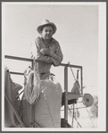 Golus Skipper on the co-op association's binder while threshing Willy Anglin's oats. Transylvania Project, Louisiana