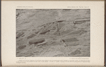 Angular and lenticular fragments of hornblende schist similar to that of the Keewatin series, included in Laurentian gneiss, on island off S.E. shore of Lake of the Woods, three-quarters of a mile north of 49th parallel. The flow or "pulled" structure is in the field very pronounced, the fragments being arranged in streams