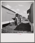 Camp members cutting the grass, cleaning up and making needed repairs during their work time. They pay one dollar a week for their shelters and must put in two hours additional work time at camp jobs. Osceola migratory labor camp, Belle Glade, Florida