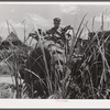One of tractors cultivating sugar cane on Terrebonne Project. Schriever, Louisiana