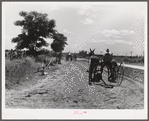 Cultivators and teams leaving central barn at one o'clock to complete their field work during the afternoon. Terrebonne Project, Schriever, Louisiana