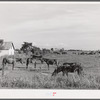 All the mules are kept at the central barn on the plantation at Terrebonne Project. Schriever, Louisiana