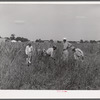 Cutting the grass out of the cornfields after long seige of excessive rains on Terrebonne Project. Schriever, Louisiana