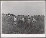 Cutting the grass out of the cornfields after long seige of excessive rains on Terrebonne Project. Schriever, Louisiana