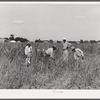 Cutting the grass out of the cornfields after long seige of excessive rains on Terrebonne Project. Schriever, Louisiana