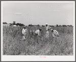 Cutting the grass out of the cornfields after long seige of excessive rains on Terrebonne Project. Schriever, Louisiana