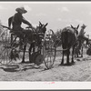 Cultivators and teams leaving central barn at one o'clock to complete their field work during the afternoon. Terrebonne Project, Schriever, Louisiana