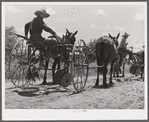 Cultivators and teams leaving central barn at one o'clock to complete their field work during the afternoon. Terrebonne Project, Schriever, Louisiana