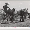Cultivators and teams leaving central barn at one o'clock to complete their field work during the afternoon. Terrebonne Project, Schriever, Louisiana