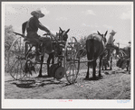 Cultivators and teams leaving central barn at one o'clock to complete their field work during the afternoon. Terrebonne Project, Schriever, Louisiana