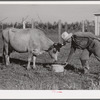 One of the members of the cooperative feeds one of his cows. Terrebonne Project, Schriever, Louisiana