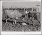 One of the members of the cooperative feeds one of his cows. Terrebonne Project, Schriever, Louisiana