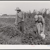 The sons of one of the co-op's members picking peas and trying to get the grass out of their garden after long seige of heavy rains. Terrebonne Project, Schriever, Louisiana