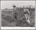 The sons of one of the co-op's members picking peas and trying to get the grass out of their garden after long seige of heavy rains. Terrebonne Project, Schriever, Louisiana