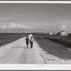 Homes and cane field on Terrebonne Project. Schriever, Louisiana