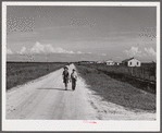 Homes and cane field on Terrebonne Project. Schriever, Louisiana