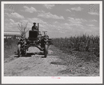 Tractors going to cultivate the sugarcane fields at one o'clock. Terrebonne Project, Schriever, Louisiana