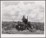One of the tractors cultivating sugarcane. Terrebonne Project, Schriever, Louisiana