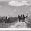 A team and cultivator going to a field, with men chopping the grass out of the sugarcane after long excessive rains. Terrebonne Project, Schriever, Louisiana