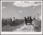 A team and cultivator going to a field, with men chopping the grass out of the sugarcane after long excessive rains. Terrebonne Project, Schriever, Louisiana