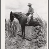 The work foreman, chosen by members of the cooperative from among their own group, supervising the cultivation of the sugarcane. Terrebonne Project, Schriever, Louisiana