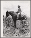 The work foreman, chosen by members of the cooperative from among their own group, supervising the cultivation of the sugarcane. Terrebonne Project, Schriever, Louisiana