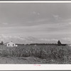Project home, barns and cane field. Terrebonne Project, Schriever, Louisiana