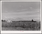 Project home, barns and cane field. Terrebonne Project, Schriever, Louisiana
