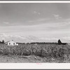 Project home, barns and cane field. Terrebonne Project, Schriever, Louisiana
