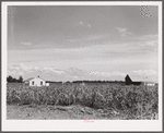 Project home, barns and cane field. Terrebonne Project, Schriever, Louisiana