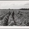 Allen Plantation operated by Natchitoches farmstead association, a cooperative established through the cooperation of FSA (Farm Security Administration). Louisiana