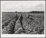 Allen Plantation operated by Natchitoches farmstead association, a cooperative established through the cooperation of FSA (Farm Security Administration). Louisiana