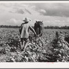 Allen Plantation operated by Natchitoches farmstead association, a cooperative established through the cooperation of FSA (Farm Security Administration). Louisiana