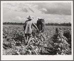 Allen Plantation operated by Natchitoches farmstead association, a cooperative established through the cooperation of FSA (Farm Security Administration). Louisiana