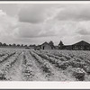 Bayou Bourbeaux Plantation operated by Bayou Bourbeaux farmstead association, a cooperative established through the cooperation of the FSA (Farm Security Administration)