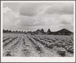 Bayou Bourbeaux Plantation operated by Bayou Bourbeaux farmstead association, a cooperative established through the cooperation of the FSA (Farm Security Administration)