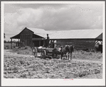 Bayou Bourbeaux Plantation operated by Bayou Bourbeaux farmstead association, a cooperative established through the cooperation of the FSA (Farm Security Administration)