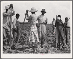 Bayou Bourbeaux Plantation operated by Bayou Bourbeaux farmstead association, a cooperative established through the cooperation of the FSA (Farm Security Administration)