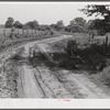 Melrose, Natchitoches Parish, Louisiana. Cows lying on shade along country road during heat of the day.