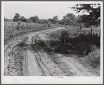 Melrose, Natchitoches Parish, Louisiana. Cows lying on shade along country road during heat of the day.