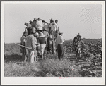 Day labor now is used almost exclusively on Hopson Plantation, displacing the old tenants on the place. Cotton choppers are hired in nearby towns for seventy-five cents to one dollar a day and trucked to the plantation. Clarksdale, Mississippi Delta, Miss